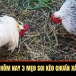 Đá Gà Thomo Hôm Nay 3 Mẹo Soi Kèo Chuẩn Xác Cho Tân Thủ