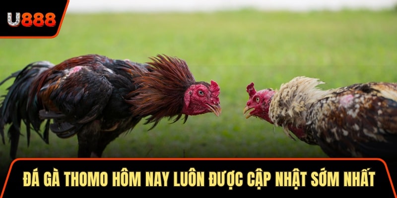 Đá gà Thomo hôm nay luôn được cập nhật sớm nhất 