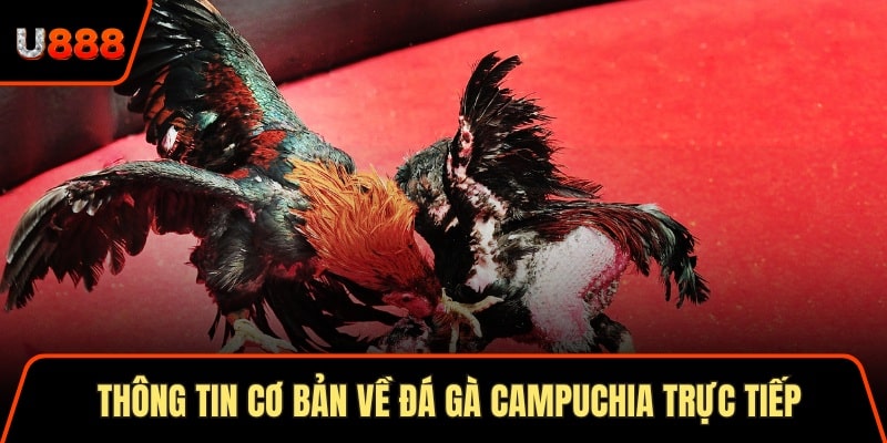 Thông tin cơ bản về đá gà campuchia trực tiếp cho hội viên